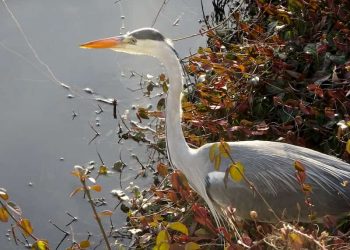 Usare il cuore per cambiare la polarità del pensiero