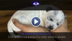 voler bene e amare